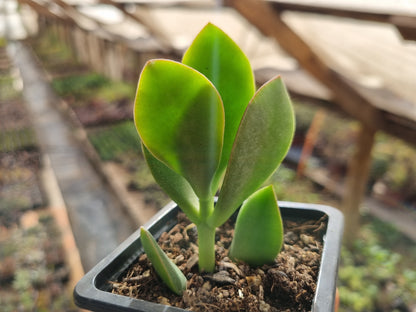 Pack 50 suculentas variadas