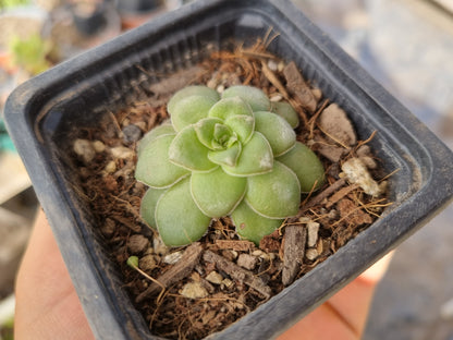 Pack 50 suculentas variadas