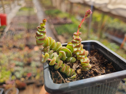 Pack 50 suculentas variadas