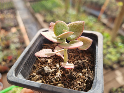 Pack 50 suculentas variadas