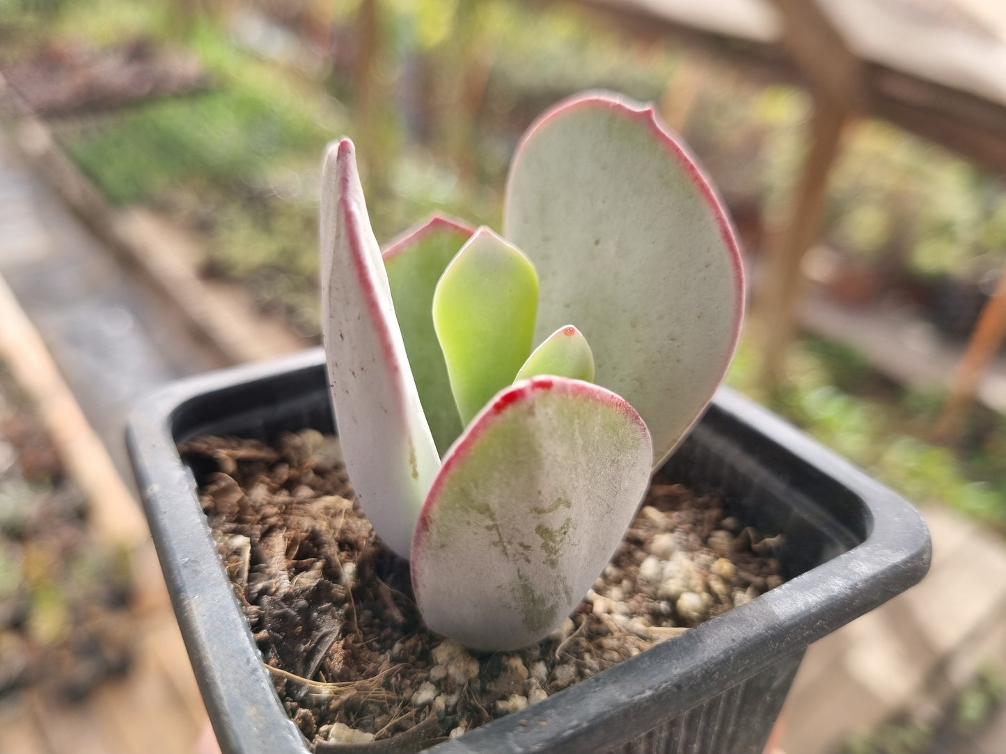 Pack 50 suculentas variadas