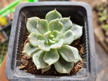 Pack 50 suculentas variadas