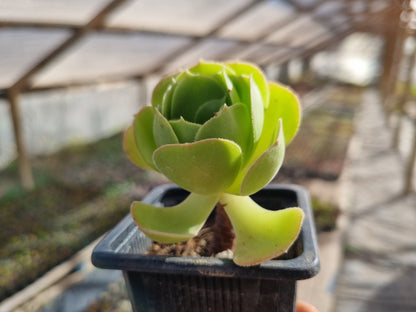 Pack 50 suculentas variadas