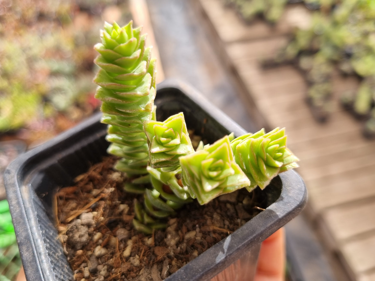 Pack 50 suculentas variadas