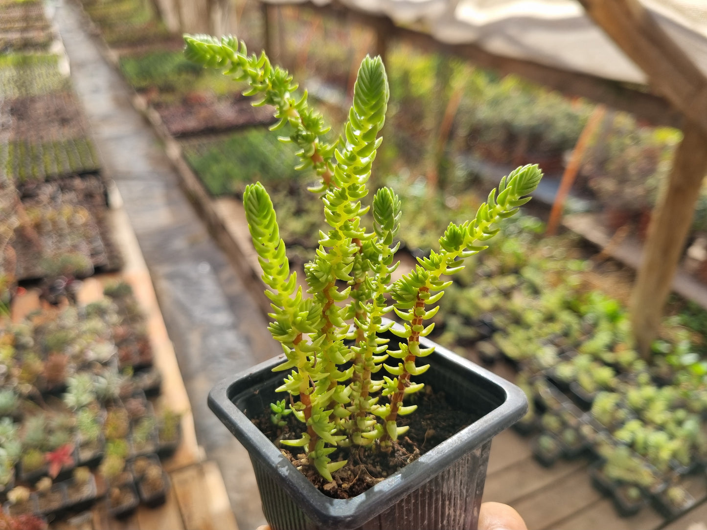 Pack 50 suculentas variadas