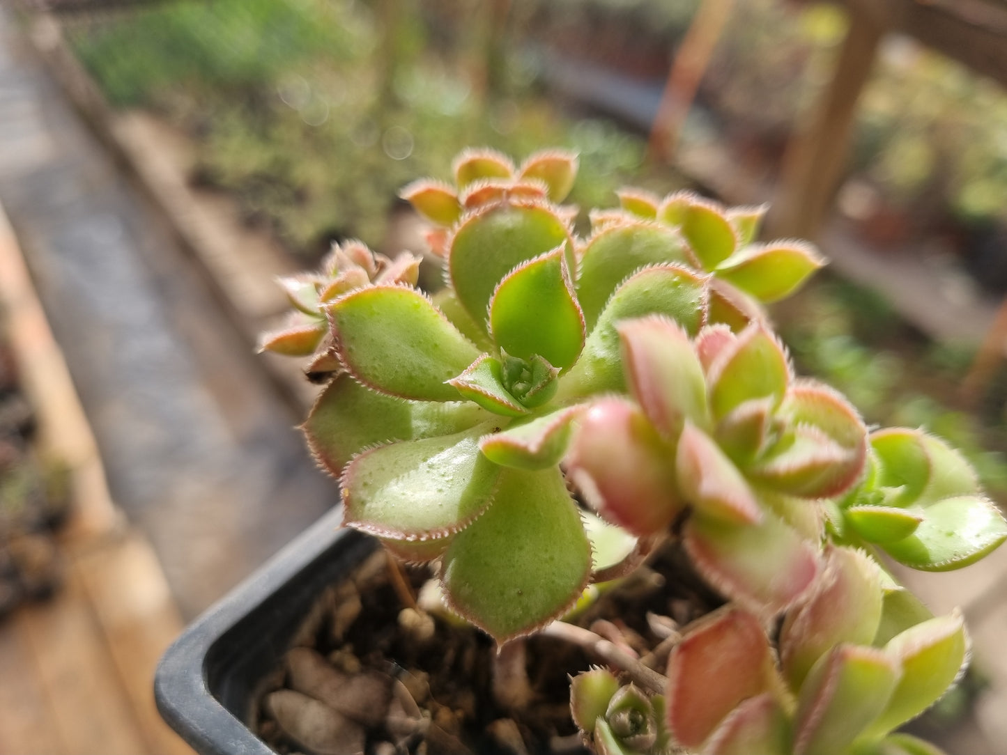 Pack 50 suculentas variadas