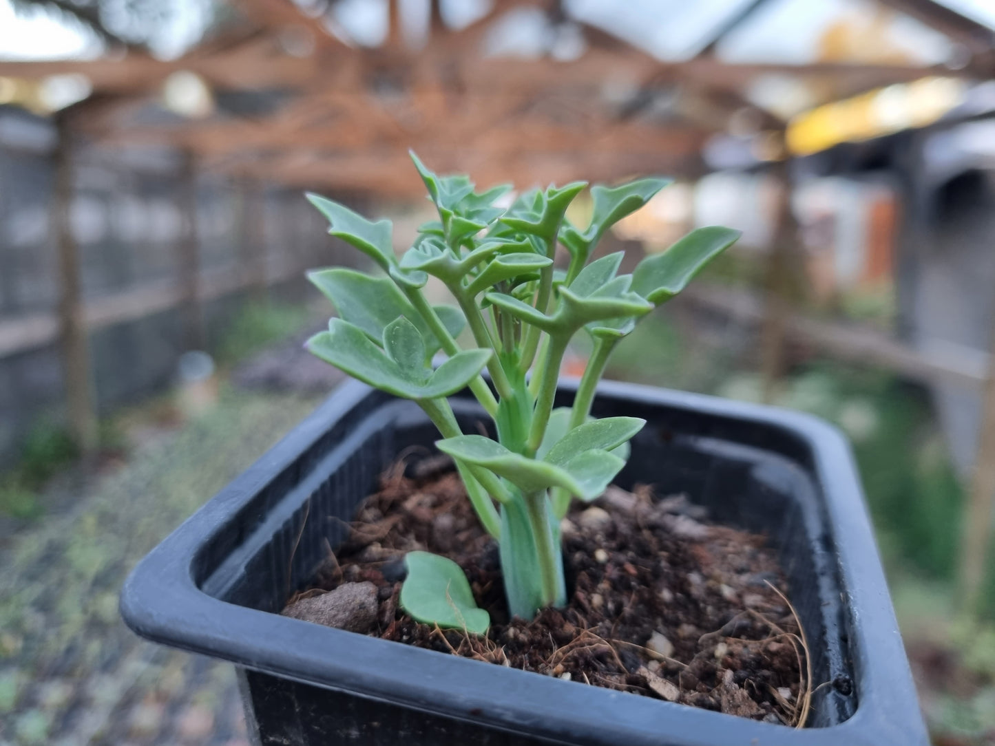 Pack 50 suculentas variadas