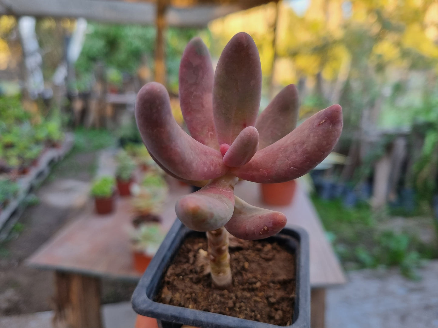 Pack 50 suculentas variadas