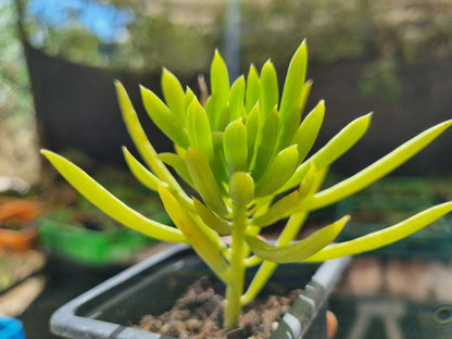 Pack 50 suculentas variadas