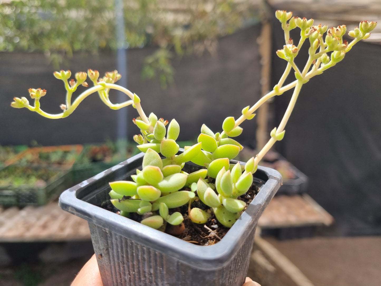 Pack 50 suculentas variadas