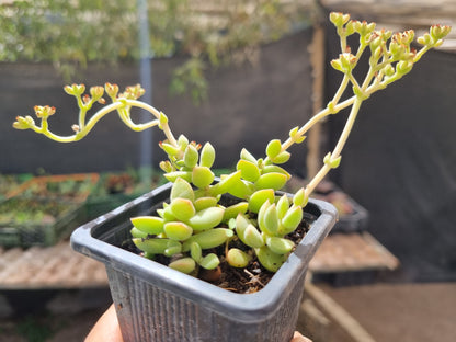 Pack 50 suculentas variadas