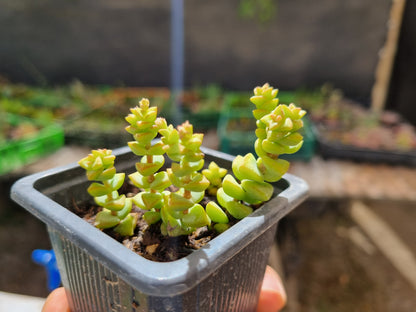 Pack 50 suculentas variadas