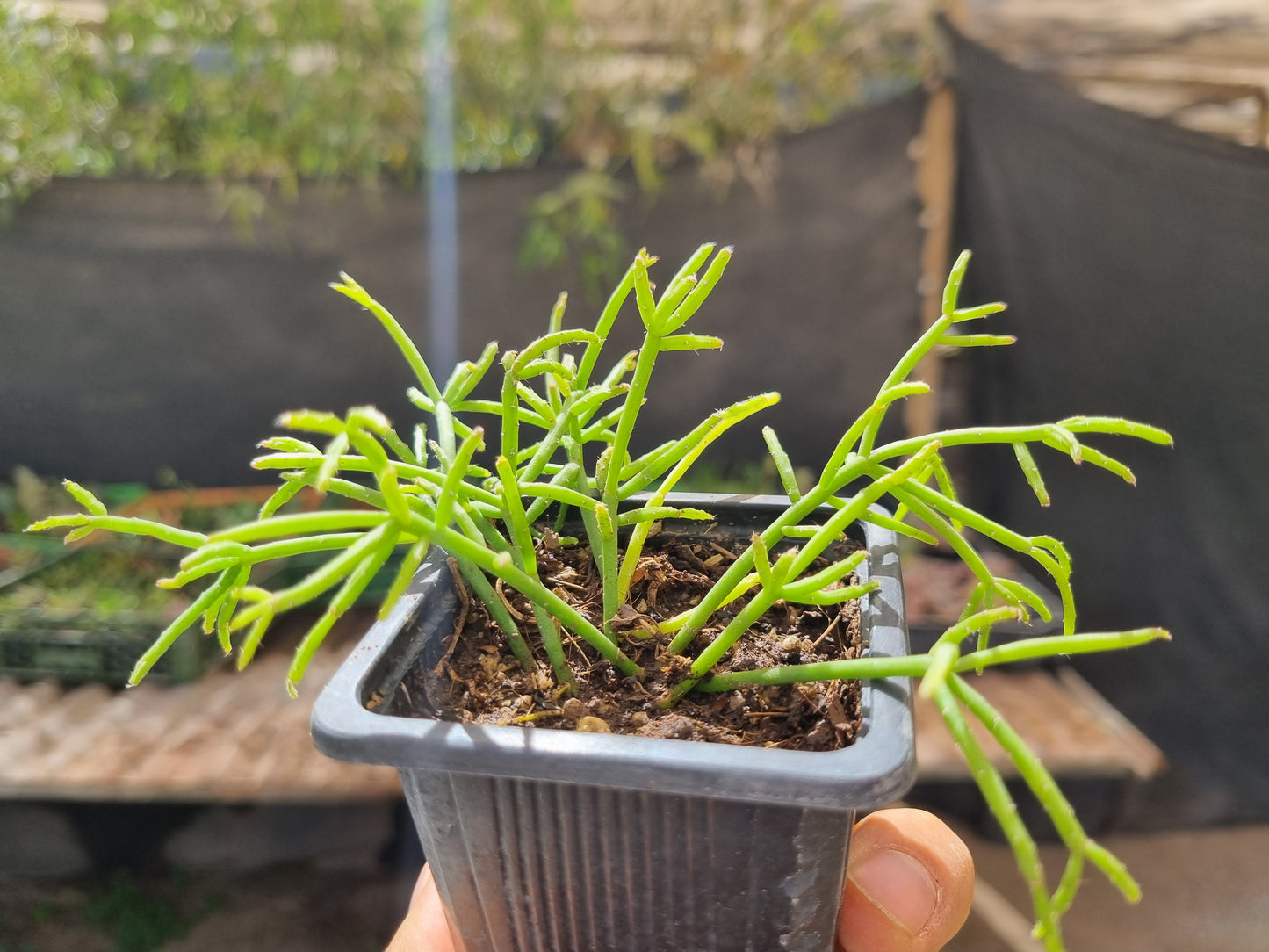 Pack 50 suculentas variadas