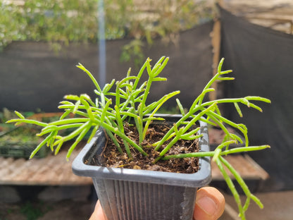 Pack 50 suculentas variadas