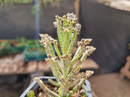 Pack 50 suculentas variadas