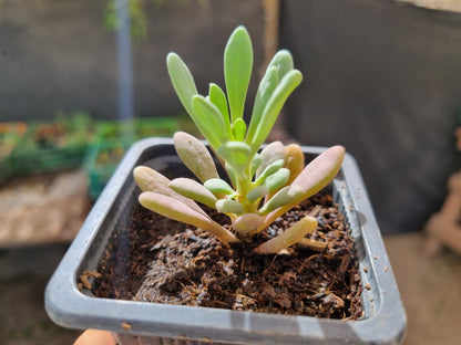 Pack 50 suculentas variadas