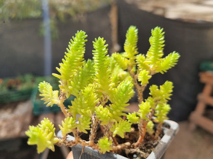 Pack 50 suculentas variadas