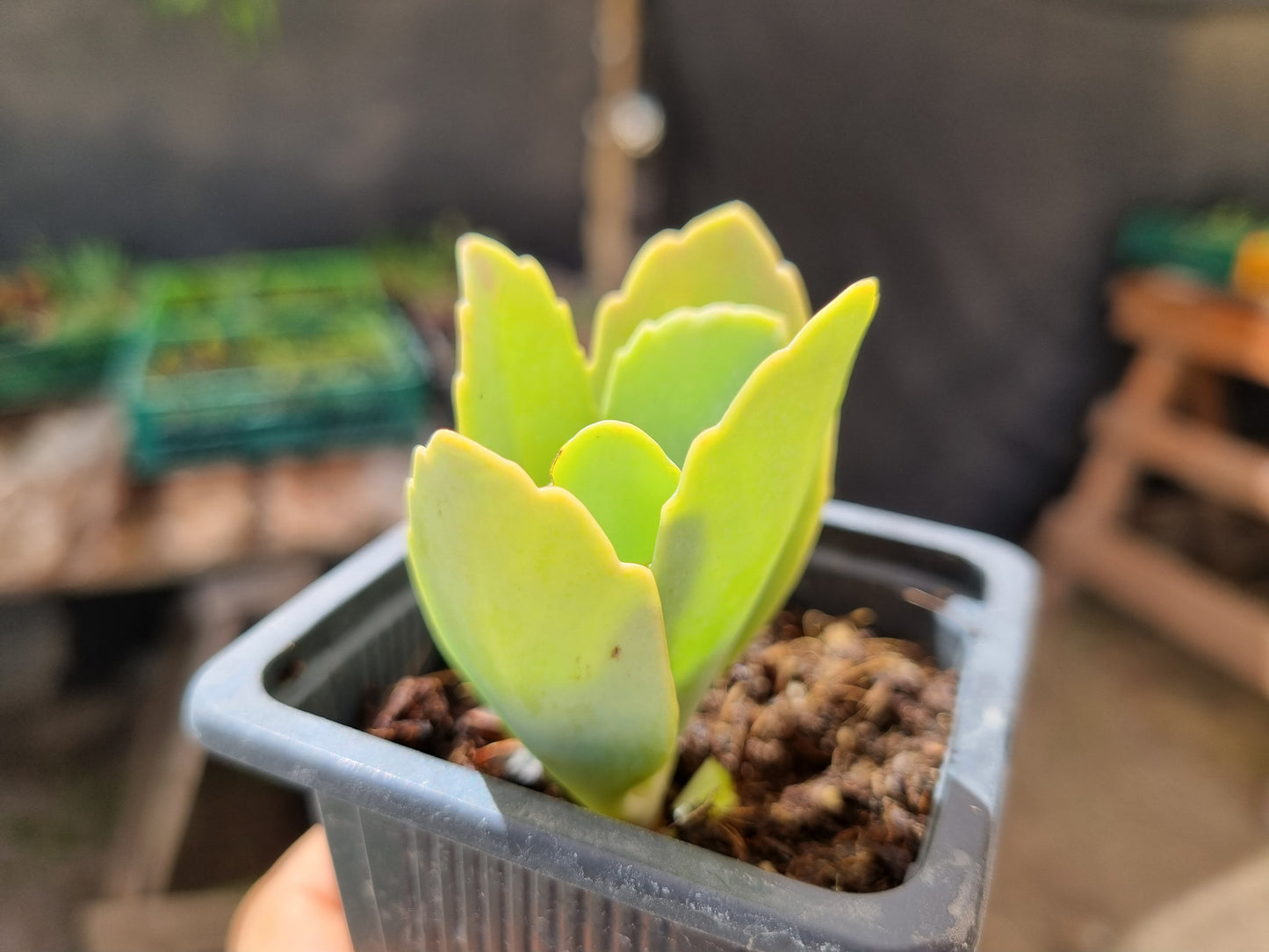 Pack 50 suculentas variadas