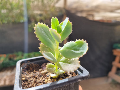 Pack 50 suculentas variadas