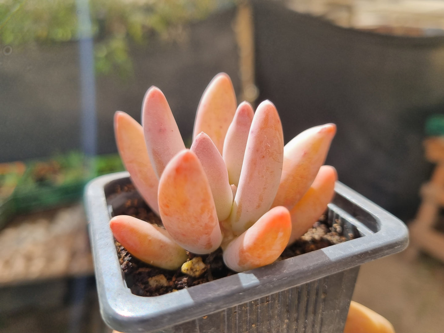 Pack 50 suculentas variadas