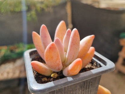 Pack 50 suculentas variadas