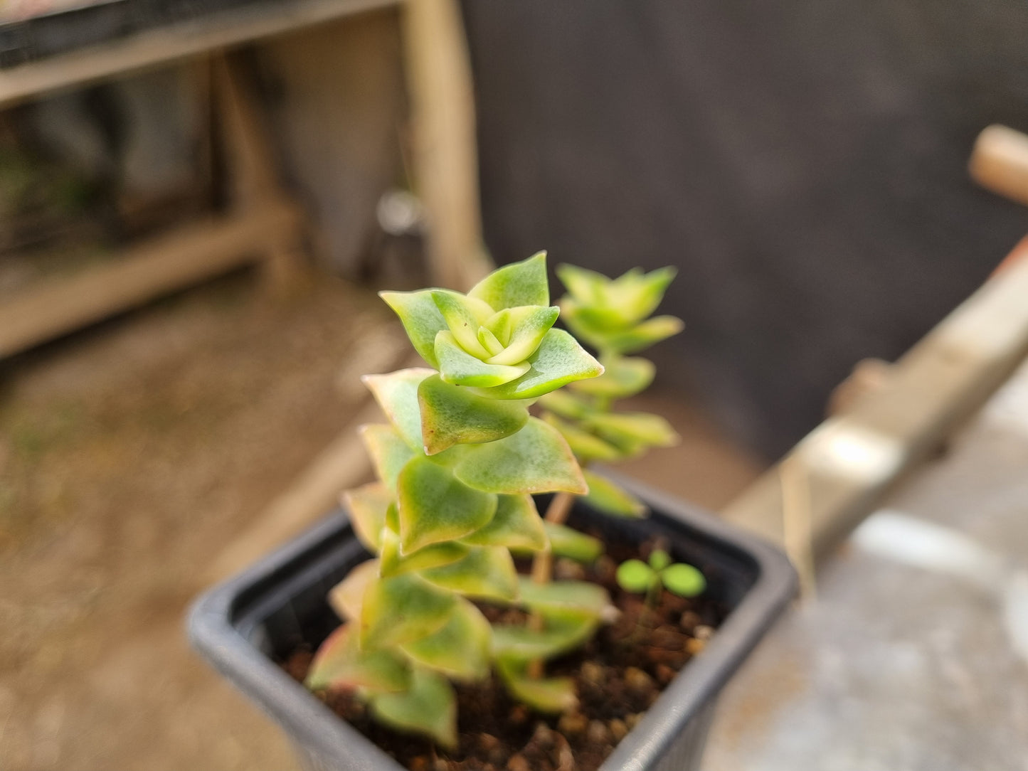 Pack 50 suculentas variadas