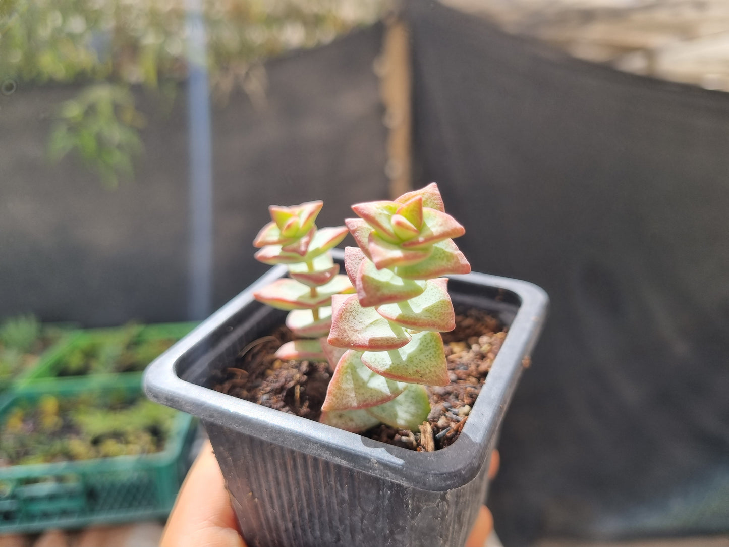 Pack 50 suculentas variadas