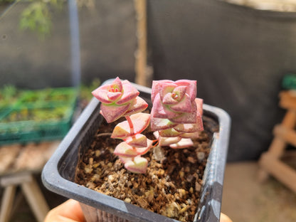 Pack 50 suculentas variadas