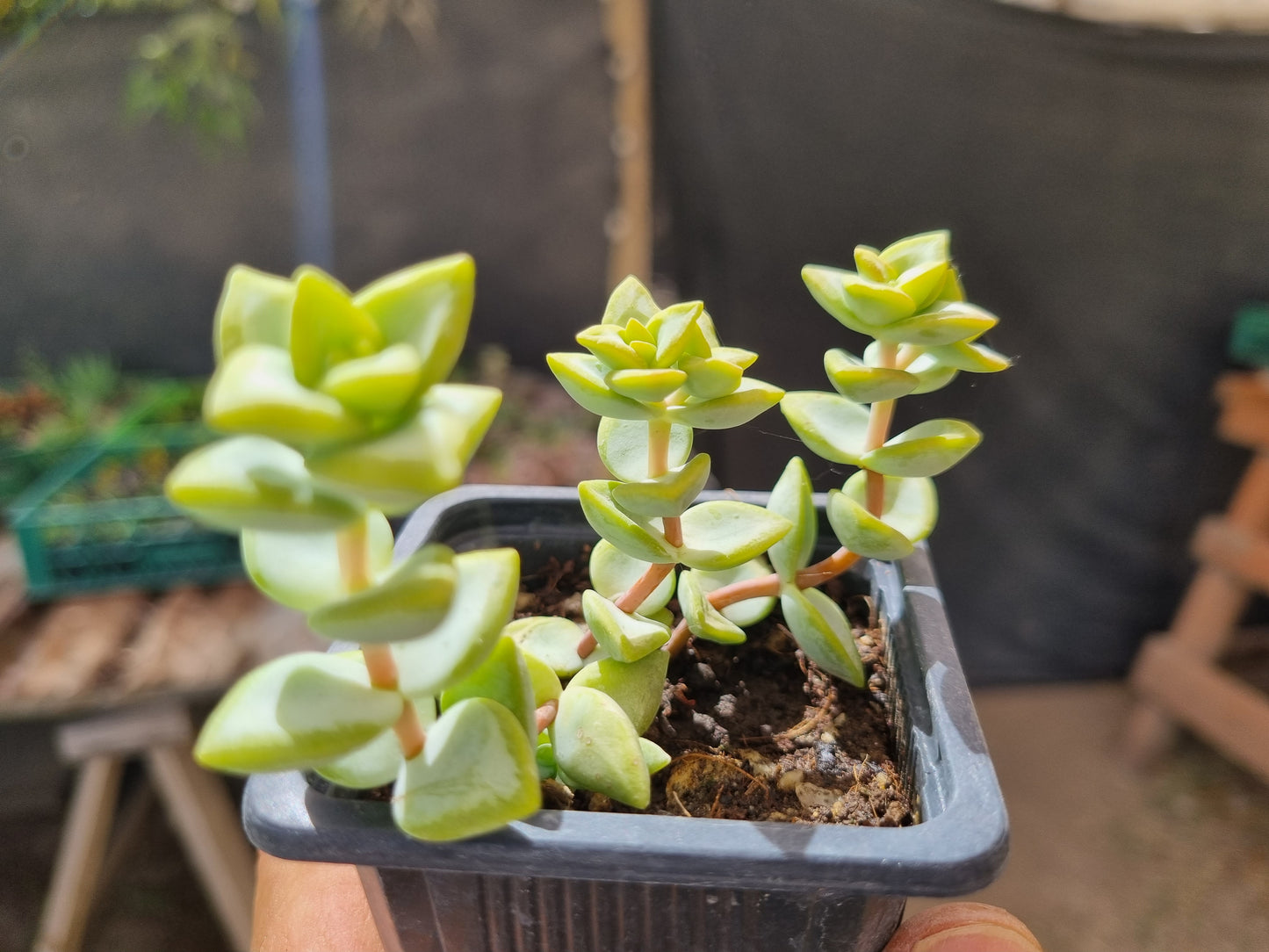 Pack 50 suculentas variadas