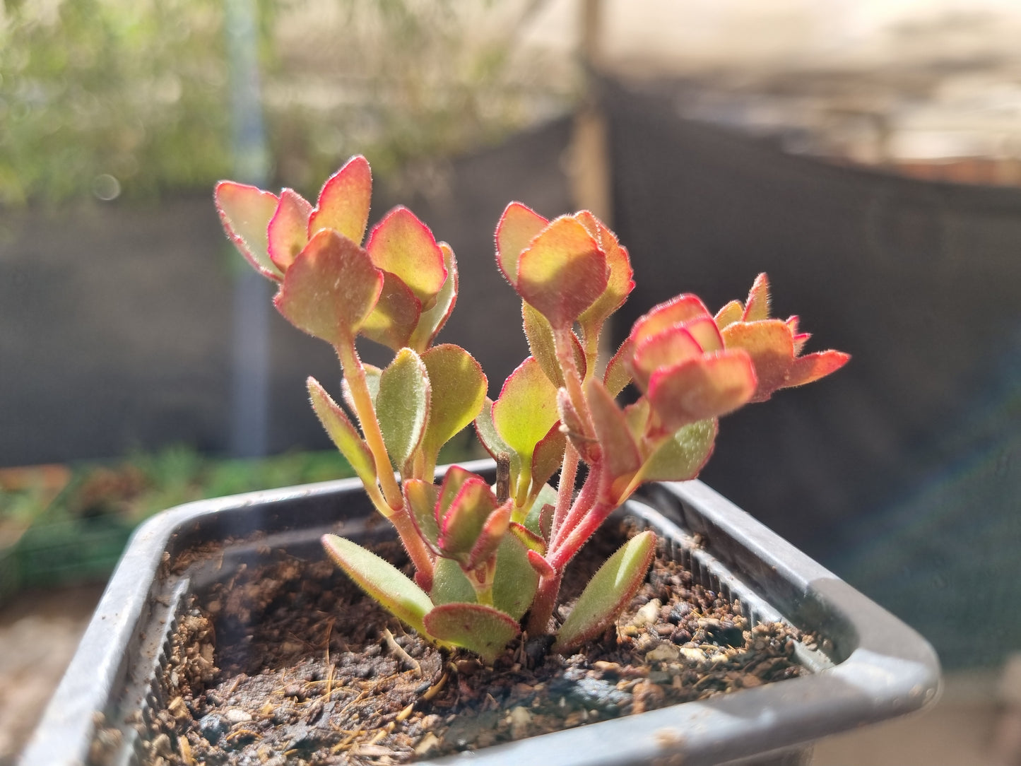 Pack 50 suculentas variadas