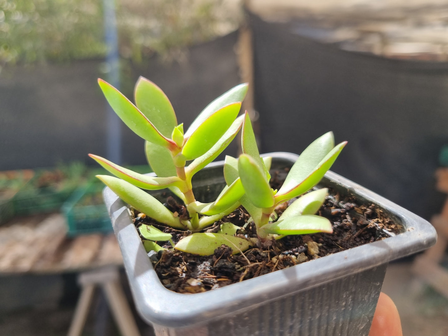 Pack 50 suculentas variadas