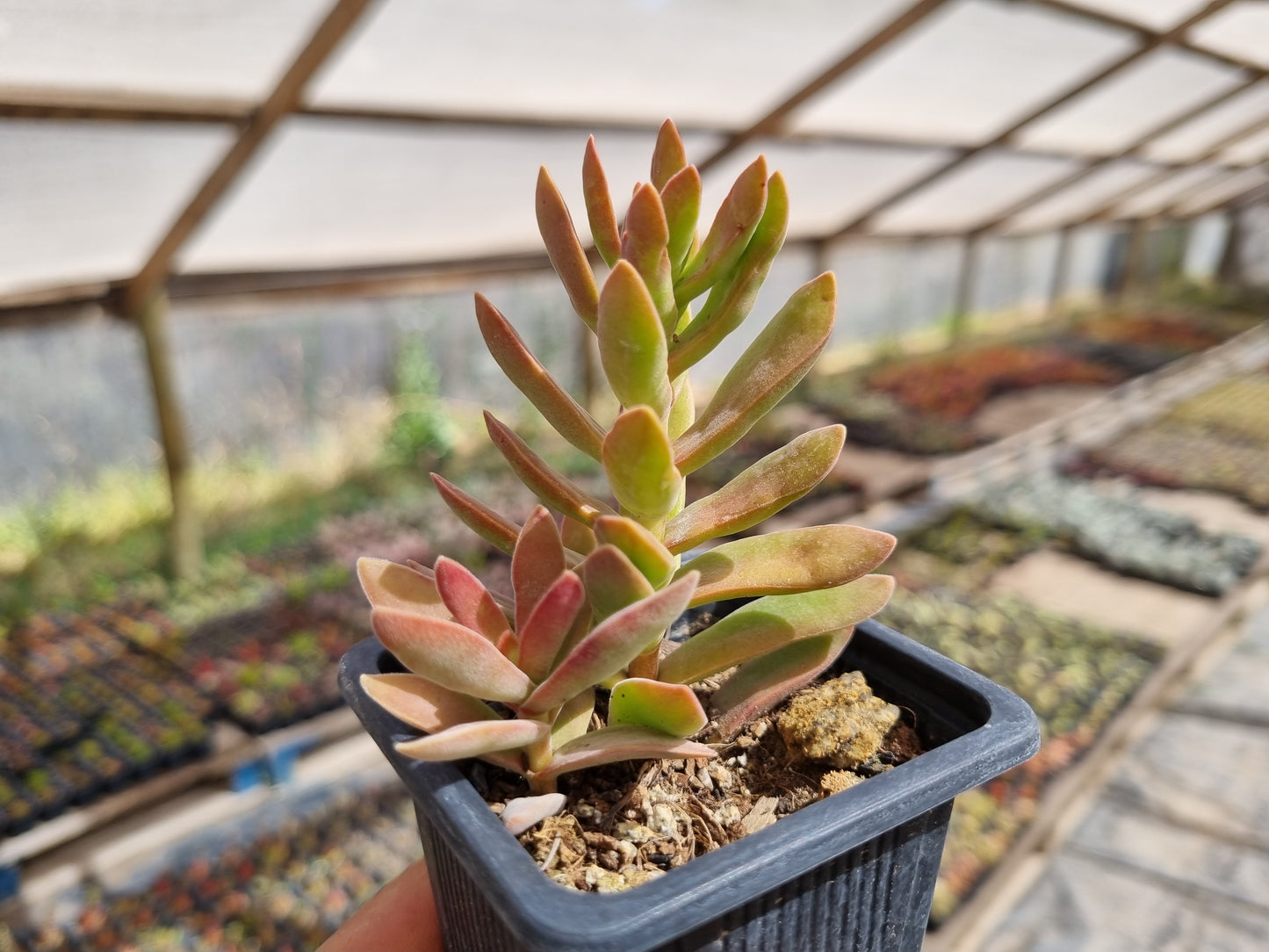 Pack 50 suculentas variadas