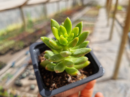 Pack 50 suculentas variadas