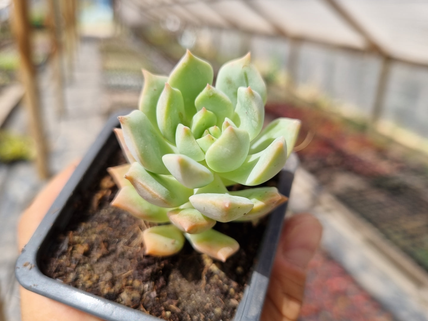 Pack 50 suculentas variadas