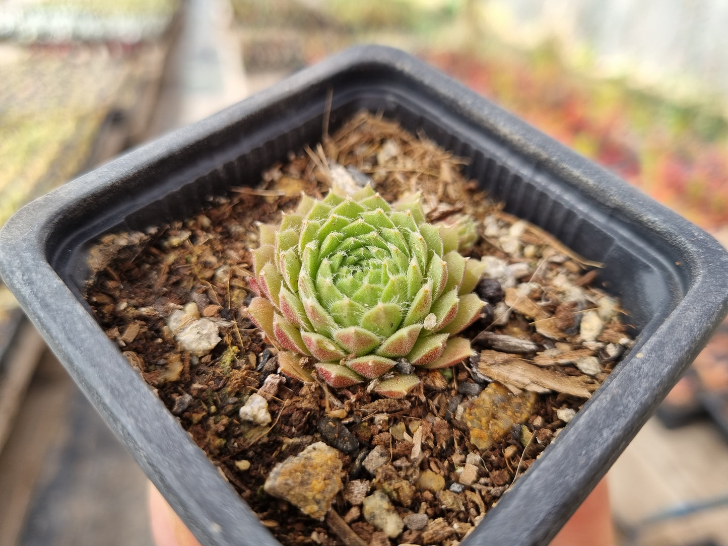 Pack 50 suculentas variadas