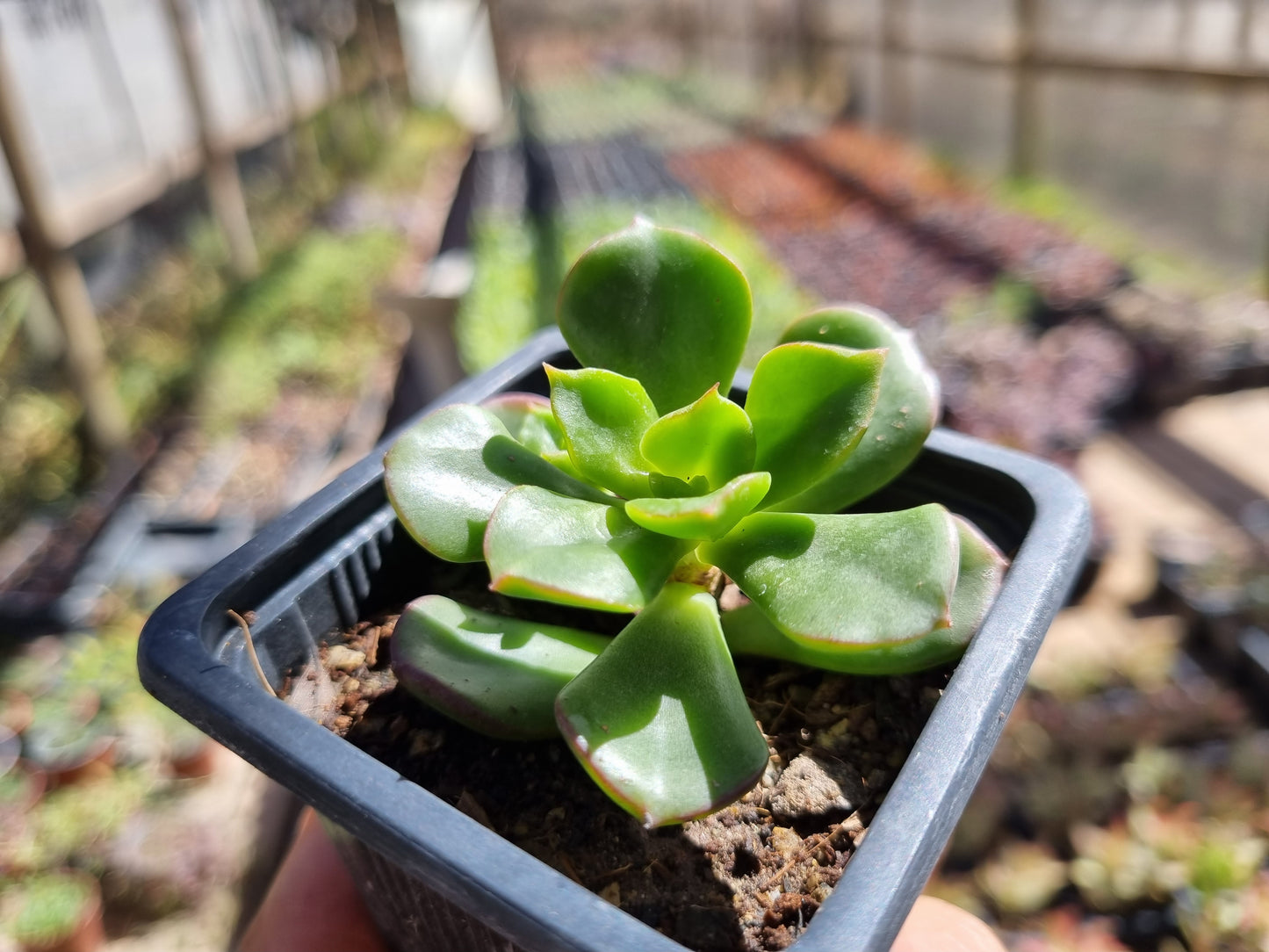 Pack 50 suculentas variadas