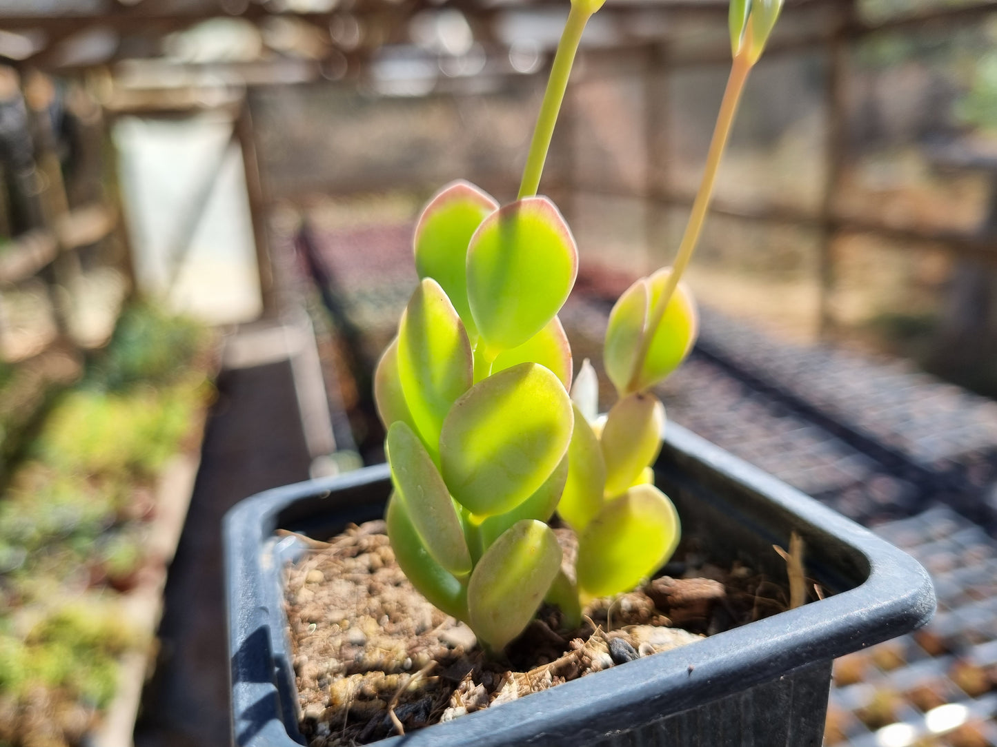 Pack 50 suculentas variadas