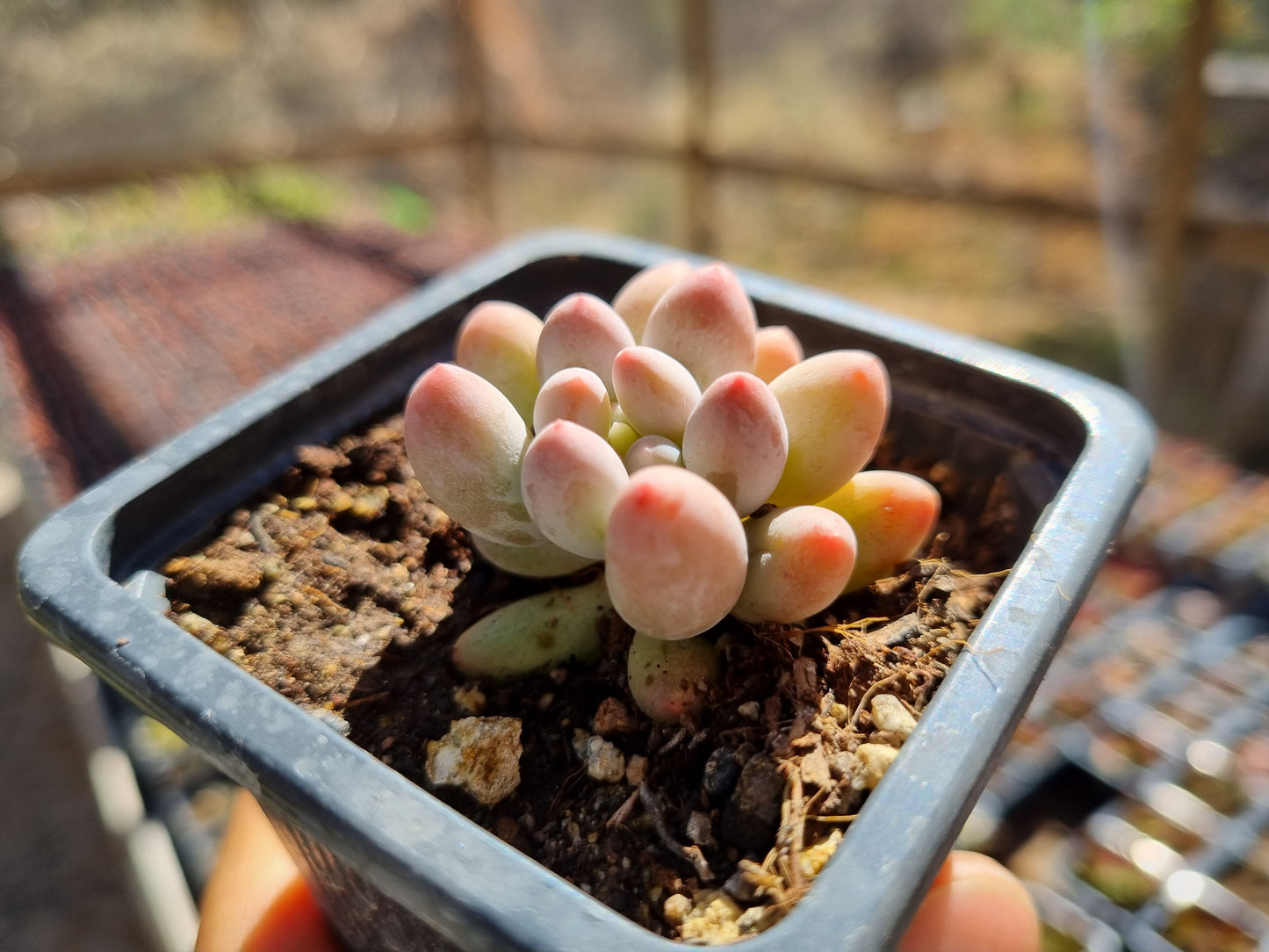 Pack 50 suculentas variadas