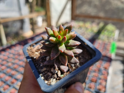 Pack 50 suculentas variadas