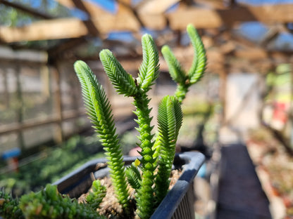 Pack 50 suculentas variadas