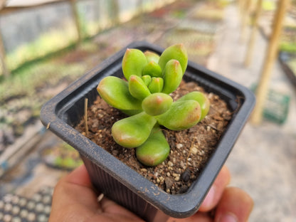 Pack 50 suculentas variadas