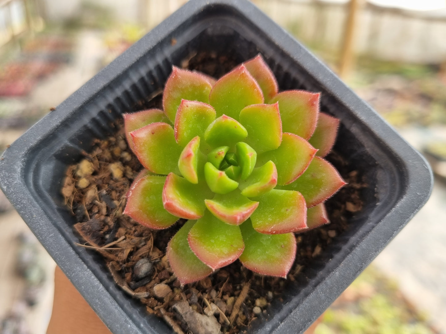 Pack 50 suculentas variadas