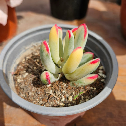 Cotyledon orbiculata var. flanaganii variegata
