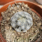 Mammillaria plumosa
