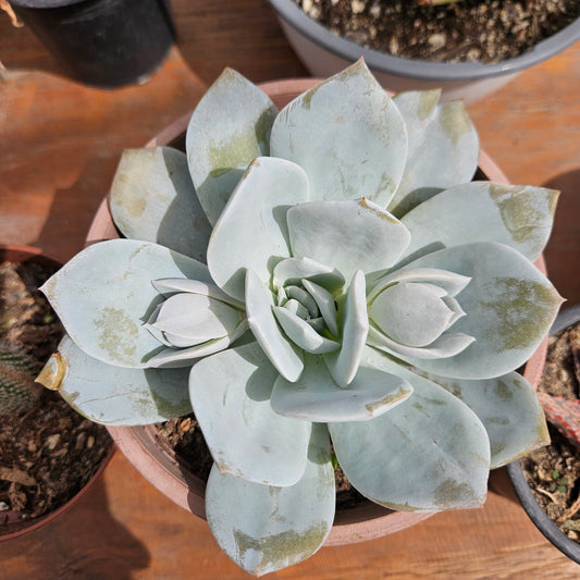 Echeveria 'Caly Argentea'