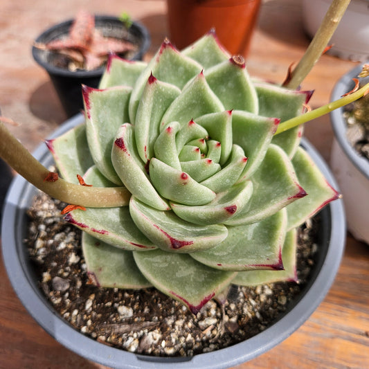 Echeveria agavoides La Virgin