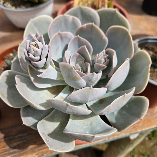 Echeveria Runyonii San Carlos