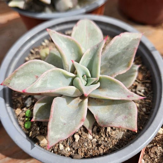 Echeveria 'Madiba'