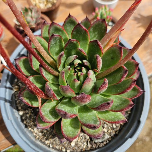 Echeveria agavoides 'Christmas'