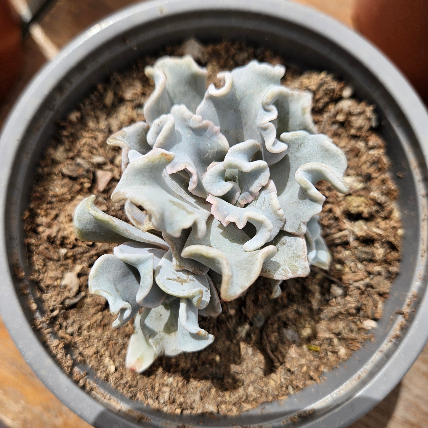 Echeveria 'Crispate Beauty' Maceta N°12